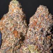 (NEW) Pink Bubba AAAA+
