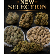 Canna-corp-canada.com 