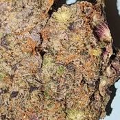 ? Pink Gas Tank Diesel – Greasy, Sticky, Ultra-Gassy Indica  thumbnail 3
