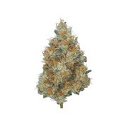 Sour Durban