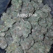 Astro Pink - very high THC - 30% AAAAA++