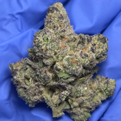 CAPPY GILMORE (Cap Junky Phenotype)