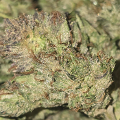 PINK ISLAND KUSH 100OZ 2FOR thumbnail 2