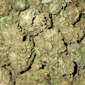 Alien Cheese – 28G for 40$ | 3 OZ for 90$ – Indica