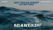 Seaweed SF