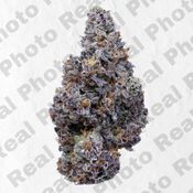 Frozen Cookie - Topshelf Indoor - New Drop - Hybrid