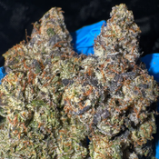 [NEW] LSO Black Tuna AAAA+(5*)