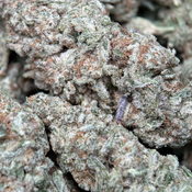 (28G) -  Astro Biscotti 👽🍪Hybrid - Qp Bulk Deal for $200 thumbnail 4