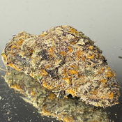 "Premium" North Thunderfuck - Hybrid 60% Indica/ 40%Sativa - THC 28-33%