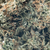 ( AAA ) Pink Violator 27% THC |  $144 /Oz -Indica  thumbnail 2