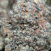  Astro Kush👽😮‍💨Indica thumbnail 3