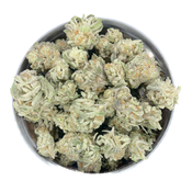 POLAR GELATO *POPCORN* - 