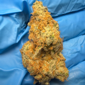 KEEPER OF TREATS (truffle treats #4 x truffaloha #1) bred by Beleaf