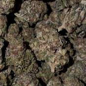 C-4 Strain | INDICA | 22-27% THC | $60 an oz | $85 for 2 ozs |$140 for 4 ozs | $240 for 8 oz | thumbnail 2