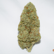 Cinderella 99 Sativa Dominant Hybrid AAA+