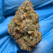 GREASY RUNTZ (Grease monkey x Runtz) bred by ExoticGenetix