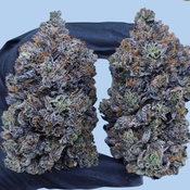 BLACK REINDEER AAAAA+ 🦌 ⚫️ 