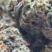 (NEW) Puddin Pop 🍮 