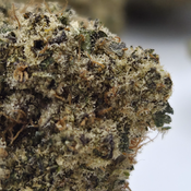 (NEW) Flavor Burst 😋  ($110/Oz) thumbnail 2