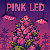 Pink LED - (BC ELITE) - AAAA+