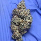 ANIMAL COOKIES (Girl Scout Cookies x Fire OG)