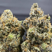  🏆⛽ | FROZEN GAS BY GAS GARDENS - 7G