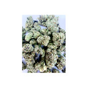 BLUE LOBSTER SMALLS LSO  thumbnail 3