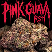 Pink Guava RS11