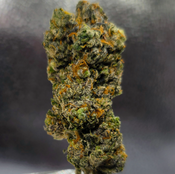 Black Cherry Punch AAAA