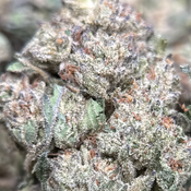 (28G) - First Class Gas🥇⛽Indica | Qp Bulk Deal for $200 thumbnail 4