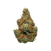 Critical Jack