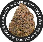 7G CAFE EXCLUSIVES- STINKY PINK