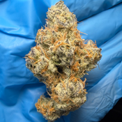 EMERGEN-C (Orange Push Pop × Sunset Sherb) bred by exotic genetix
