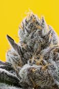 The Sweeties #7 Flower | 3.5g