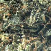 ( AAA ) Kiss of Death 27% THC |  $132 /Oz -Indica  thumbnail 2