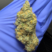 LA SKUNK (Colombian Gold x Acapulco Gold x Afghani) bred by US SkunkX