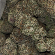 C-4 Strain | HYBRID | 30-34% THC | $110 an oz | $160 for 2 ozs | thumbnail 2