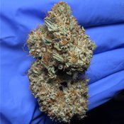 LSO LA CHOCOLATE (LA Confidential x Chocolope) by OrganicBros