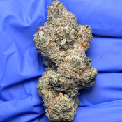 CANAL ST RUNTZ  (Pre-64 Runtz x Thc Bomb) bred by Purple City Genetics