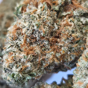(NEW) Durban Poison 🐍 ($85/Oz 2x 0z For $150) 🔥 🔥