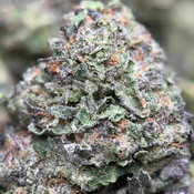 (28G) - Astro Mints 👩‍🚀 Indica - 4Oz Bulk Deal for $250 thumbnail 3