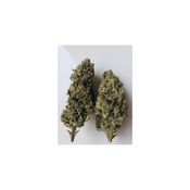 Blueberry  durban 