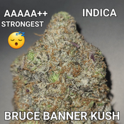 # 69% OFF   8⭐  BRUCE BANNER OG HYBRID SATIVA (VERY STRONG & TASTY) AAAAA++ ($130 OUNCE SALE) REG $400