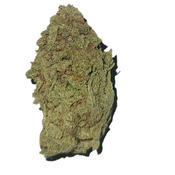 8 Dutch Kush