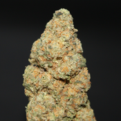 AAA+ | PURPLE MIMOSA BY SUGE FARMS - 7G