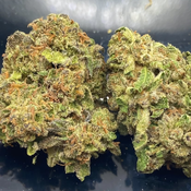*NEW* Gastro Pop // 2oz for $130 - 4oz for $210