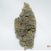 Electric Kool Aid Sativa Dom Hybrid AAAA 