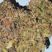 ? Lindsay Pink OG – Ultra-Gassy, Greasy, Dense Craft Indica thumbnail 2
