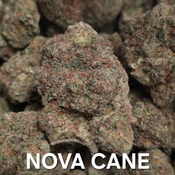 Nova Cane Sativa Dominant 