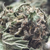 (NEW) Girl Scout Cookies 🍪 $45/Oz, $75 for two Oz) (OUTDOOR) thumbnail 2